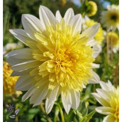 Dahlia Freya's Paso Doble