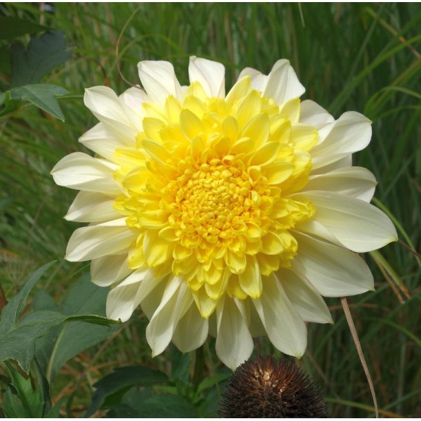 Dahlia Freya's Paso Doble