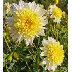 Dahlia Freya's Paso Doble