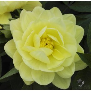 Dahlia Glorie Van Heemstede