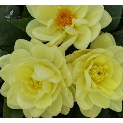 Dahlia Glorie Van Heemstede