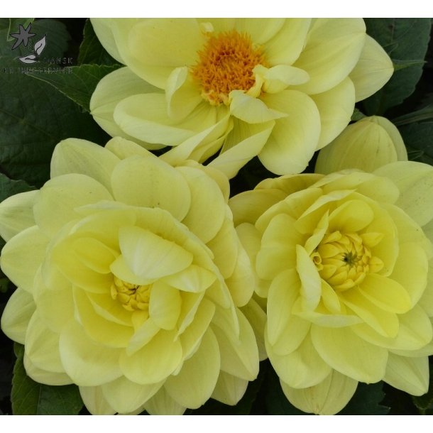 Dahlia Glorie Van Heemstede