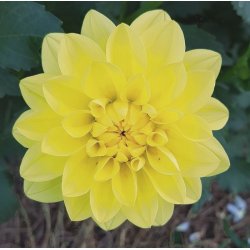 Dahlia Glorie Van Heemstede