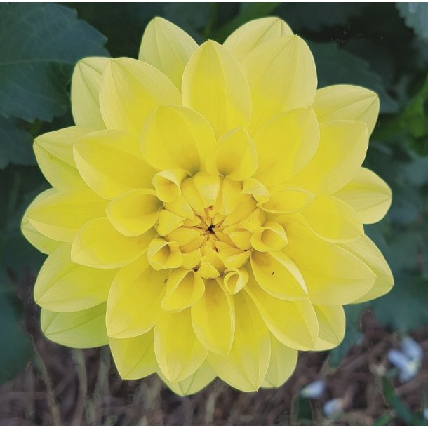 Dahlia Glorie Van Heemstede
