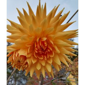 Dahlia Gold Crown