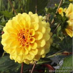 Dahlia Golden Sceptre