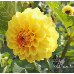 Dahlia Golden Sceptre