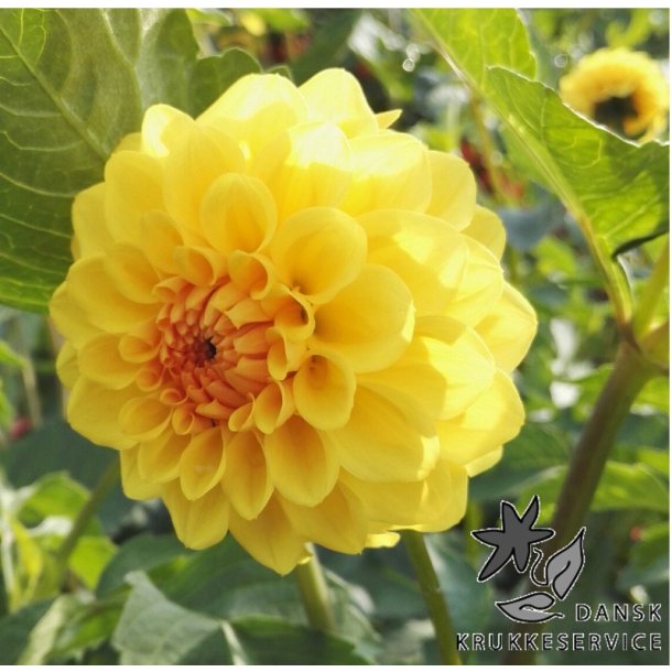 Dahlia Golden Sceptre