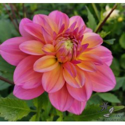 Dahlia Great Silence