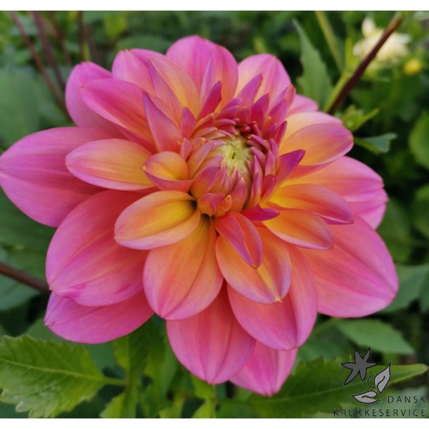 Dahlia Great Silence