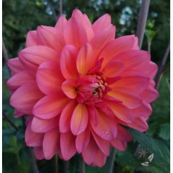 Dahlia Great Silence