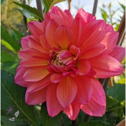 Dahlia Great Silence