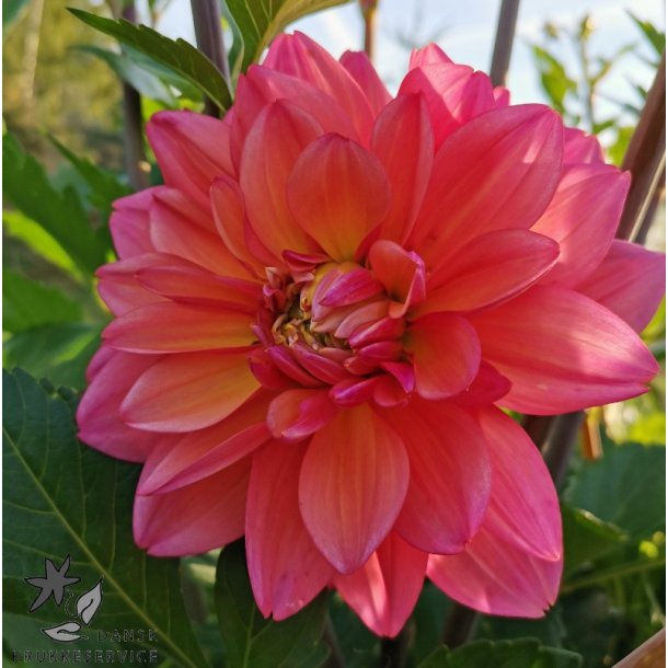 Dahlia Great Silence