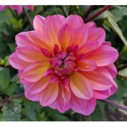 Dahlia Great Silence