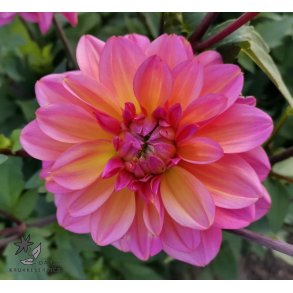 Dahlia Great Silence