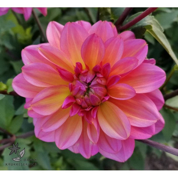 Dahlia Great Silence