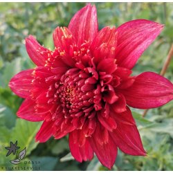 Dahlia Jive