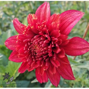 Dahlia Jive