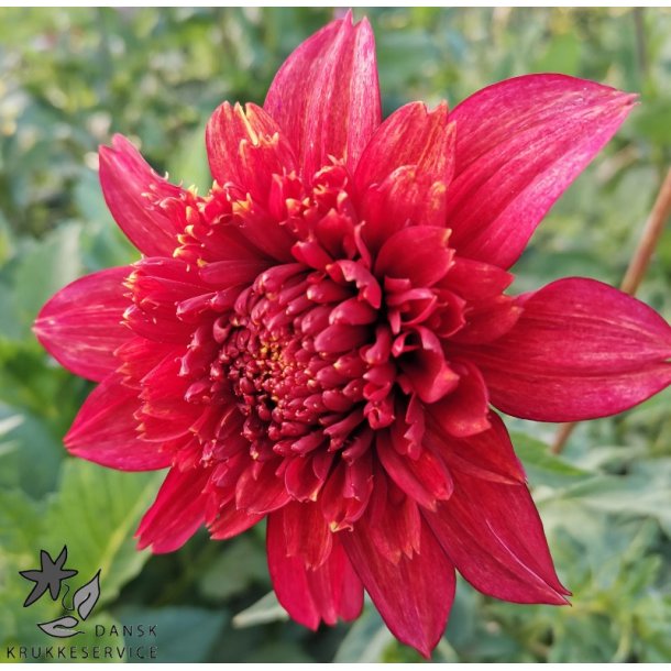Dahlia Jive