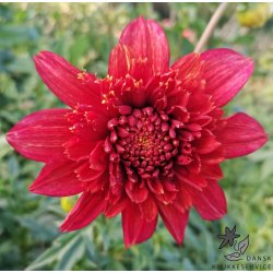 Dahlia Jive