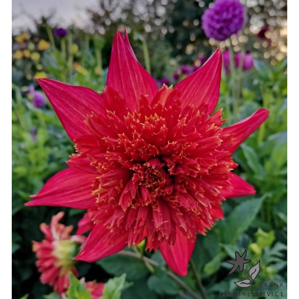 Dahlia Jive