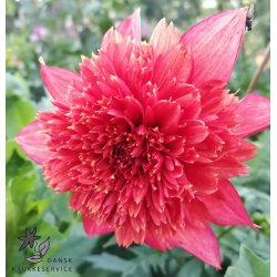 Dahlia Jive