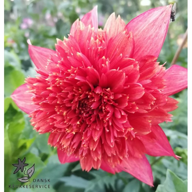 Dahlia Jive