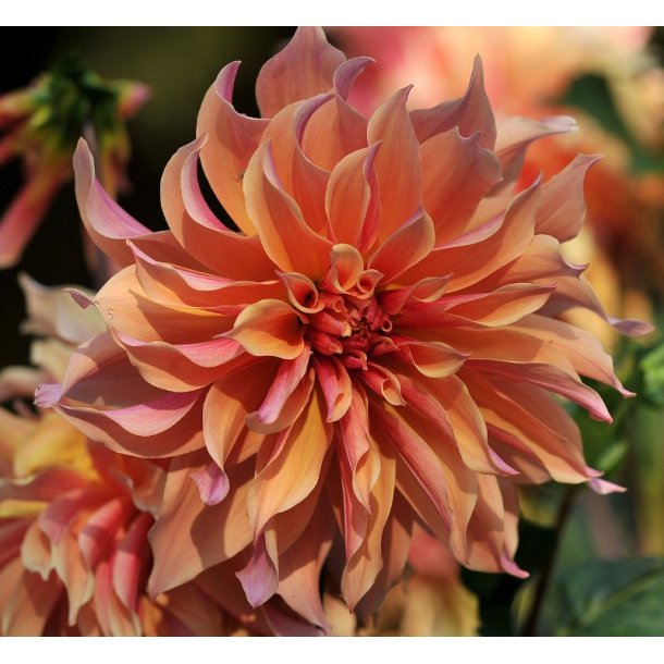 Dahlia Labyrinth
