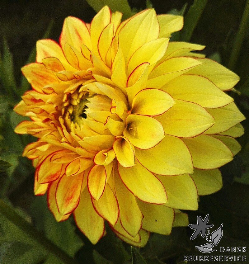 Dahlia Lake Ontario, Dekorativ