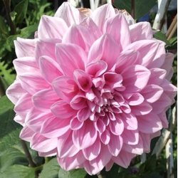 Dahlia Lavender Perfection