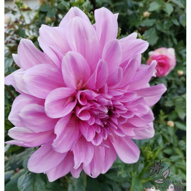 Dahlia Lavender Perfection
