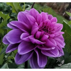 Dahlia Lilac Time