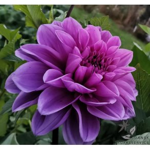 Dahlia Lilac Time