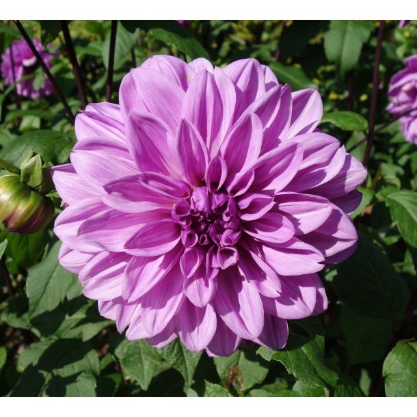 Dahlia Lilac Time