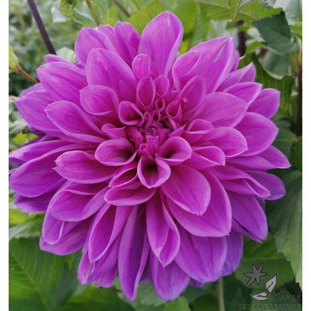 Dahlia Lilac Time