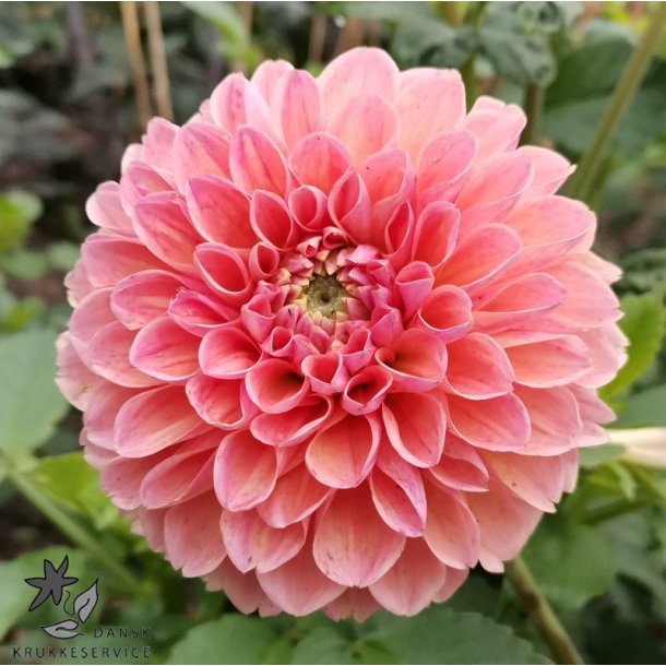 Dahlia Linda's Baby