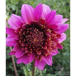 Dahlia Mambo