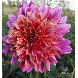 Dahlia Mambo