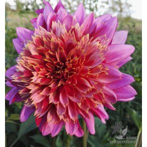 Dahlia Mambo