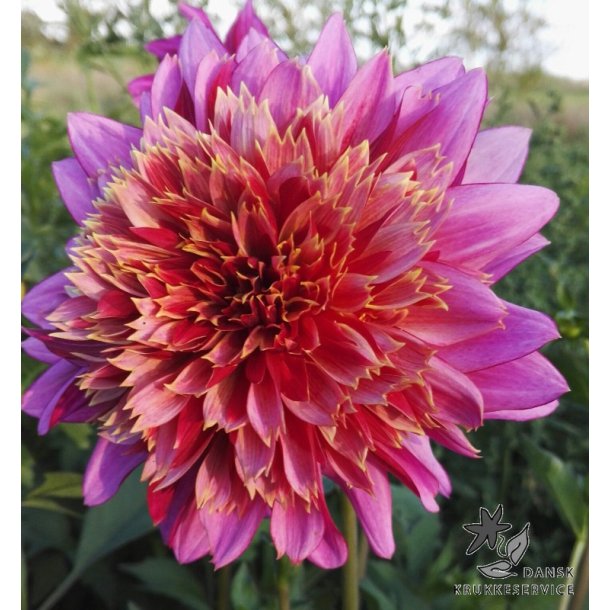 Dahlia Mambo