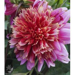 Dahlia Mambo