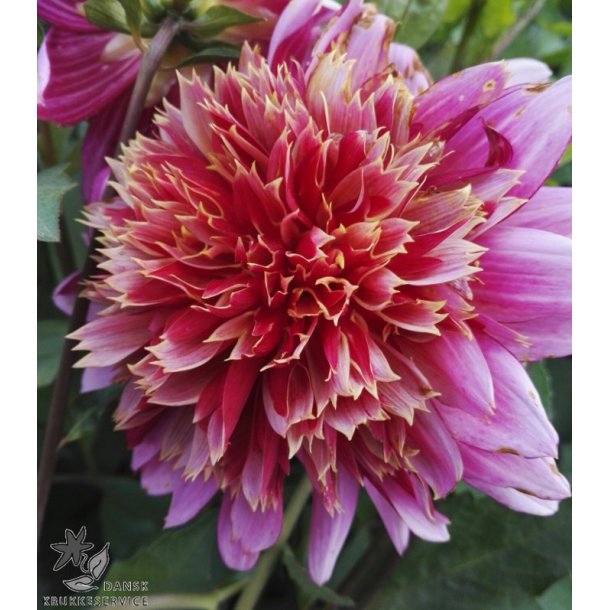 Dahlia Mambo