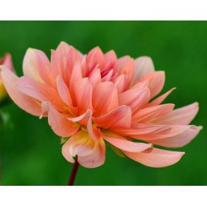 Dahlia Mister Frans