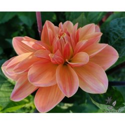 Dahlia Mister Frans
