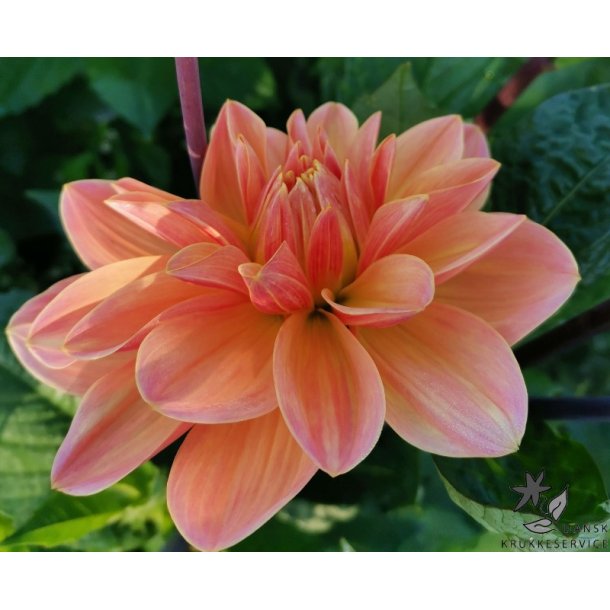 Dahlia Mister Frans
