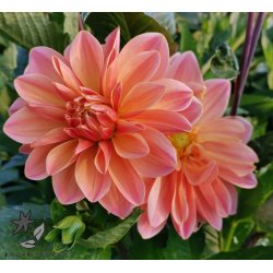 Dahlia Mister Frans