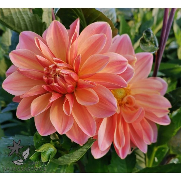 Dahlia Mister Frans