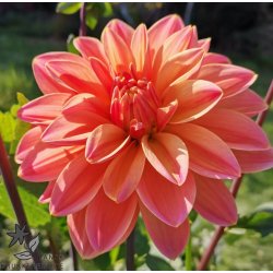 Dahlia Mister Frans