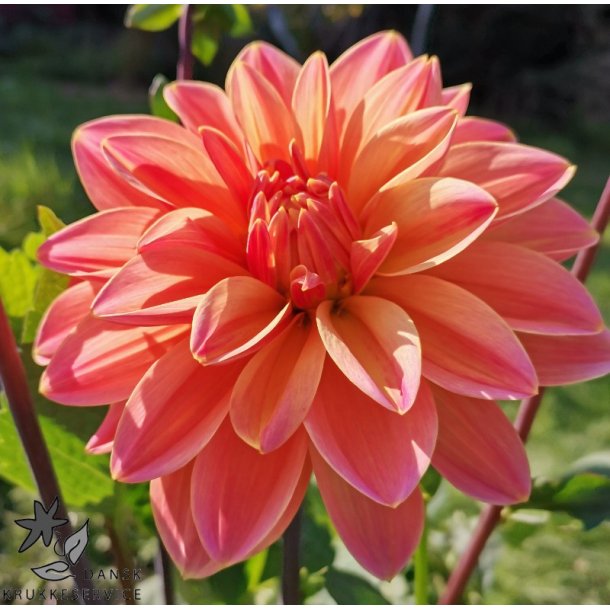 Dahlia Mister Frans