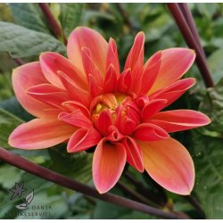 Dahlia Mister Frans